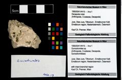 Foto (Objekt + Etikett) von Goniodromites sp.  (NHMW-GEO-1990-0041-4416)